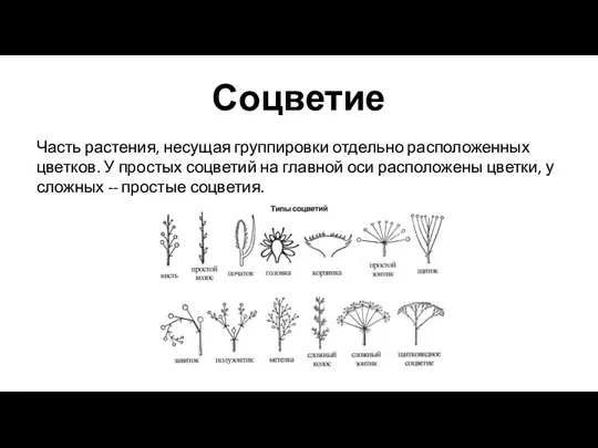 Соцветие Часть растения, несущая группировки отдельно расположенных цветков. У простых