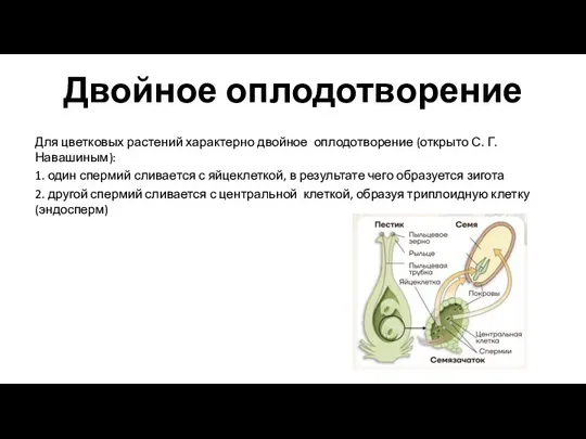 Двойное оплодотворение Для цветковых растений характерно двойное оплодотворение (открыто С.