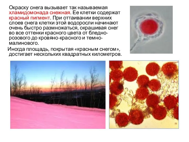 Окраску снега вызывает так называемая хламидомонада снежная. Ее клетки содержат красный пигмент. При