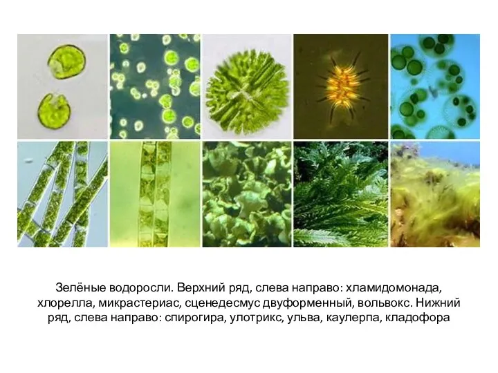 Зелёные водоросли. Верхний ряд, слева направо: хламидомонада, хлорелла, микрастериас, сценедесмус двуформенный, вольвокс. Нижний
