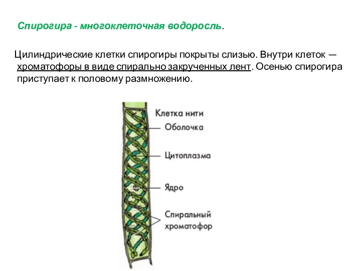 Спирогира - многоклеточная водоросль. Цилиндрические клетки спирогиры покрыты слизью. Внутри клеток — хроматофоры