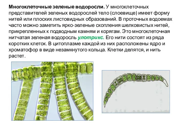 Многоклеточные зеленые водоросли. У многоклеточ­ных представителей зеленых водорослей тело (слоевище) имеет форму нитей