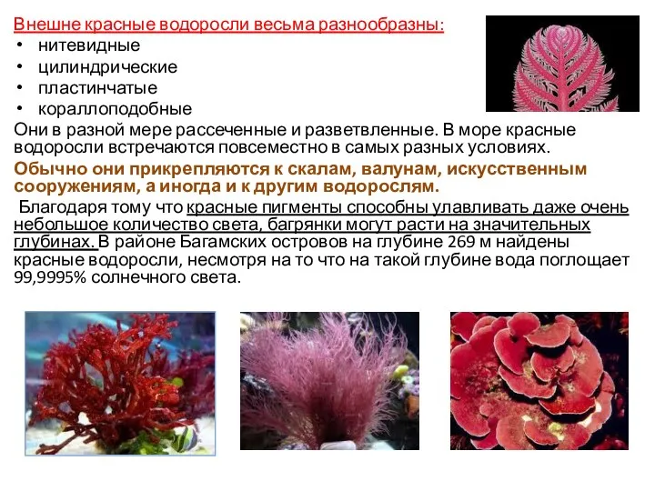 Внешне красные водоросли весьма разнообразны: нитевидные цилиндрические пластинчатые кораллоподобные Они в разной мере