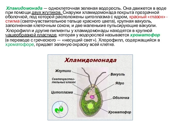 Хламидомонада — одноклеточная зеленая водоросль. Она движется в воде при помощи двух жгутиков.