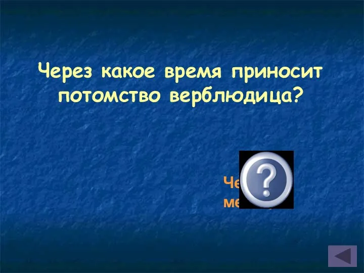 Через какое время приносит потомство верблюдица? Через 14 месяцев