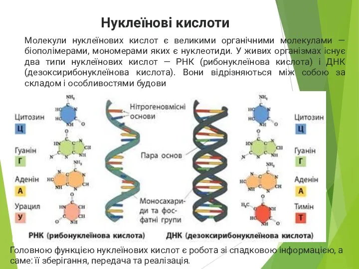 Нуклеїнові кислоти Молекули нуклеїнових кислот є великими органічними молекулами —