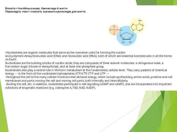 Біологія + Англійська мова. Нуклеотиди й життя Перекладіть текст і