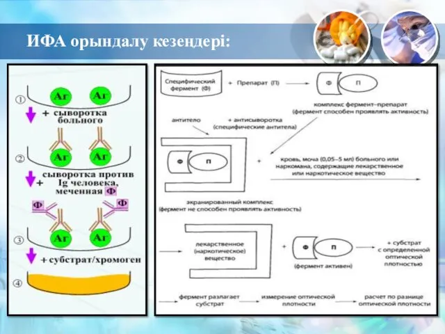 ИФА орындалу кезеңдері: