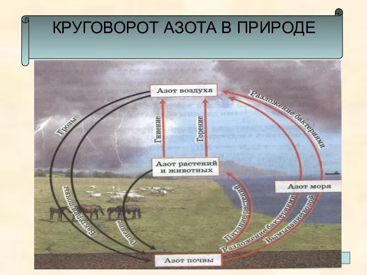 КРУГОВОРОТ АЗОТА В ПРИРОДЕ