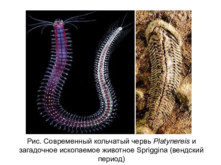 Рис. Современный кольчатый червь Platynereis и загадочное ископаемое животное Spriggina (вендский период)