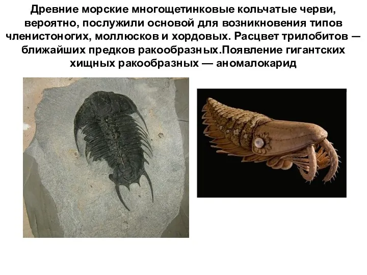 Древние морские многощетинковые кольчатые черви, вероятно, послужили основой для возникновения