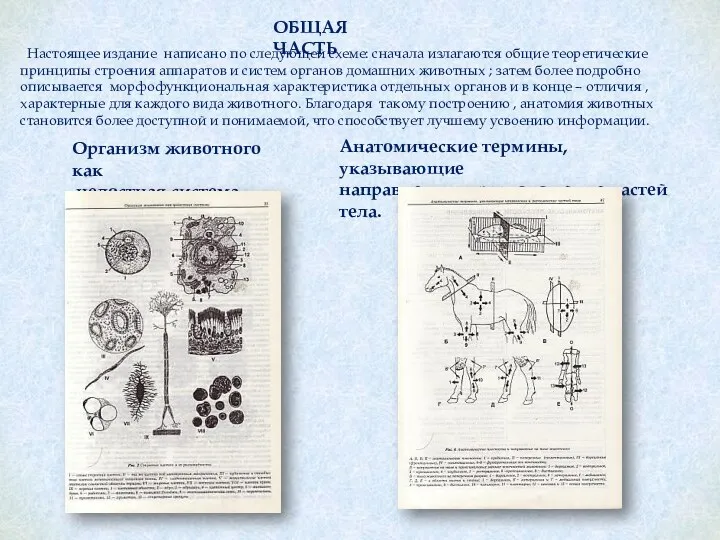 Организм животного как целостная система. ОБЩАЯ ЧАСТЬ Анатомические термины, указывающие