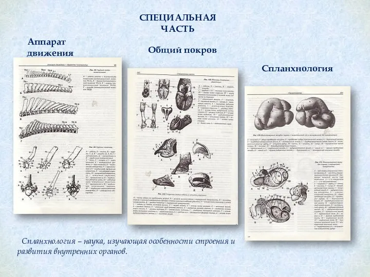 СПЕЦИАЛЬНАЯ ЧАСТЬ Аппарат движения Общий покров Спланхнология Спланхнология – наука,