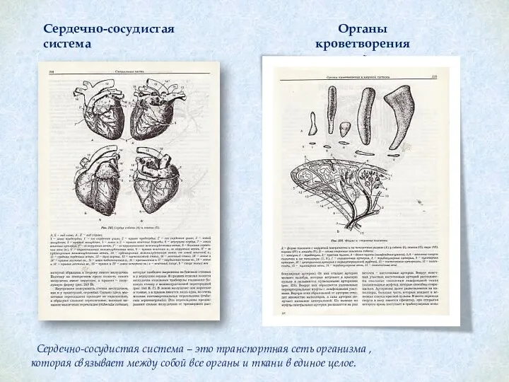 Сердечно-сосудистая система Органы кроветворения и имунной системы Сердечно-сосудистая система –