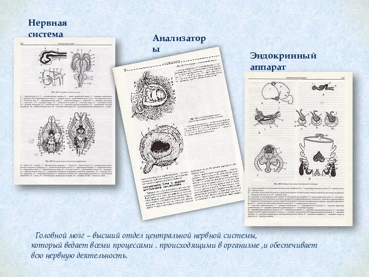 Нервная система Анализаторы Эндокринный аппарат Головной мозг – высший отдел