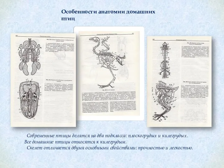 Особенности анатомии домашних птиц Современные птицы делятся на два подкласса: