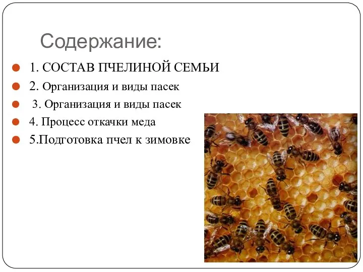 Содержание: 1. СОСТАВ ПЧЕЛИНОЙ СЕМЬИ 2. Организация и виды пасек