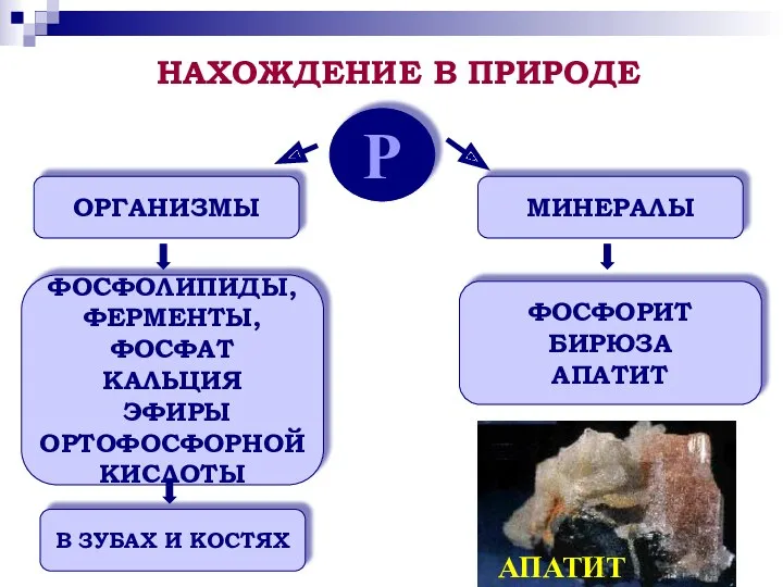 Р ОРГАНИЗМЫ МИНЕРАЛЫ ФОСФОЛИПИДЫ, ФЕРМЕНТЫ, ФОСФАТ КАЛЬЦИЯ ЭФИРЫ ОРТОФОСФОРНОЙ КИСЛОТЫ