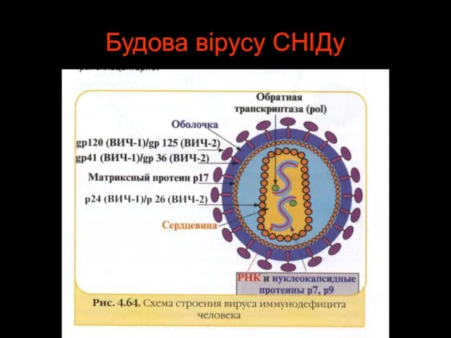 Будова вірусу СНІДу