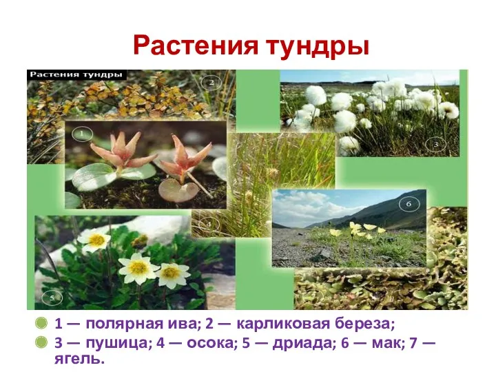 Растения тундры 1 — полярная ива; 2 — карликовая береза;