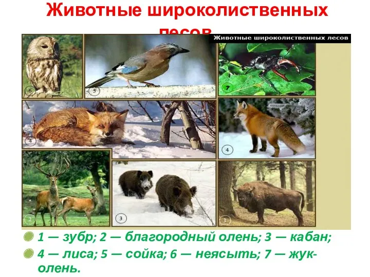 Животные широколиственных лесов 1 — зубр; 2 — благородный олень;