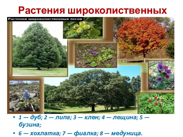 Растения широколиственных лесов 1 — дуб; 2 — липа; 3