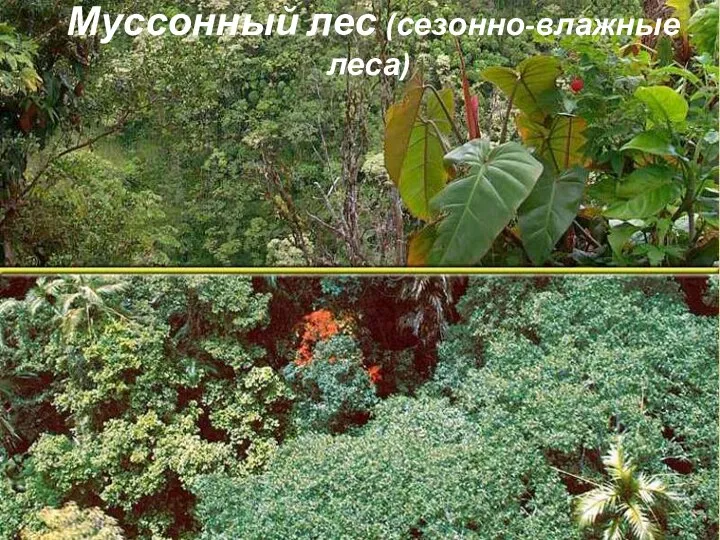 Муссонный лес (сезонно-влажные леса)