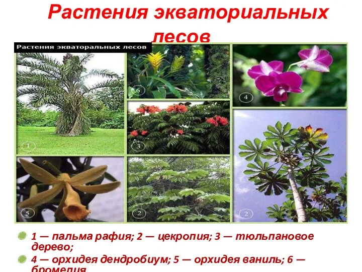 Растения экваториальных лесов 1 — пальма рафия; 2 — цекропия;