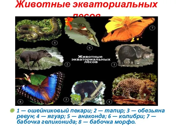 Животные экваториальных лесов 1 — ошейниковый пекари; 2 — тапир;