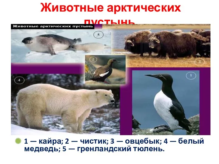 Животные арктических пустынь 1 — кайра; 2 — чистик; 3
