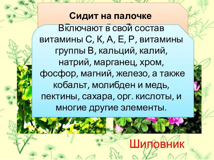 Сидит на палочке В красной рубашке, Брюшко сыто, Камешками набито.