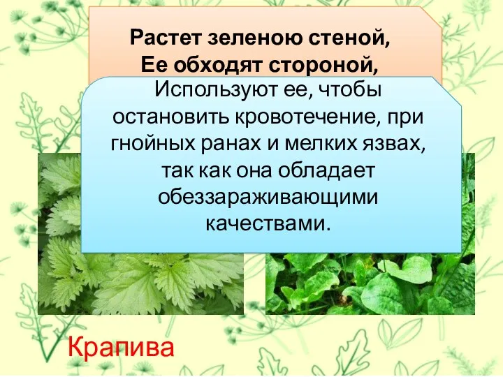 Растет зеленою стеной, Ее обходят стороной, Колючая и злая дива.