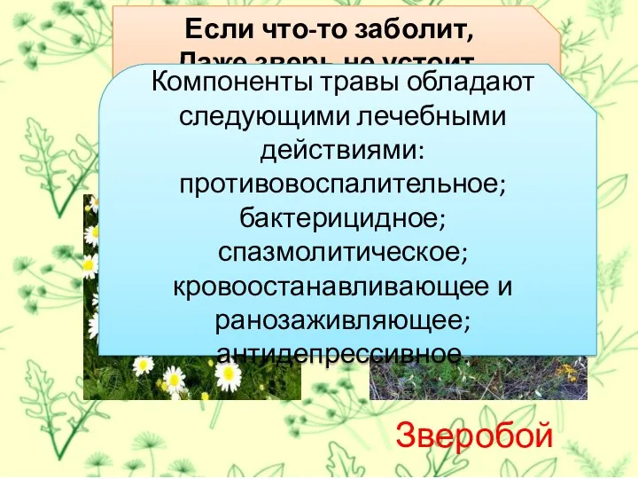 Если что-то заболит, Даже зверь не устоит. С какой же