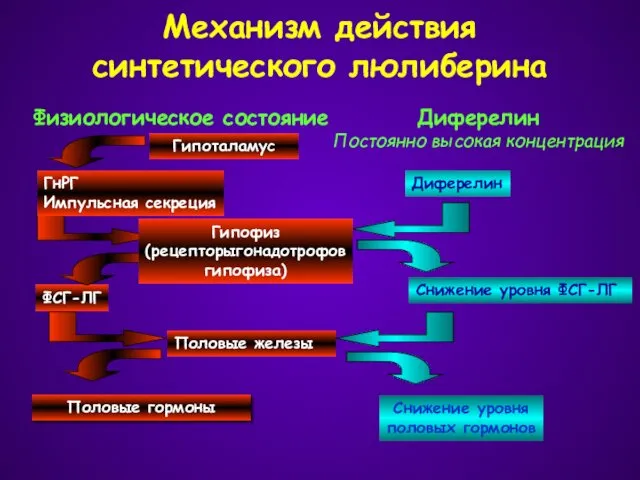 Механизм действия синтетического люлиберина Гипоталамус ГнРГ Импульсная секреция ФСГ-ЛГ Половые