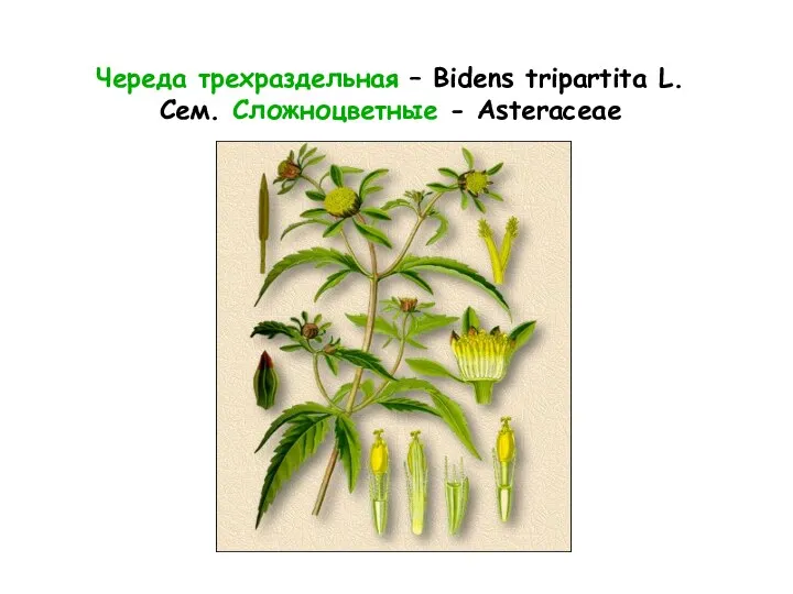 Череда трехраздельная – Bidens tripartita L. Сем. Сложноцветные - Asteraceae