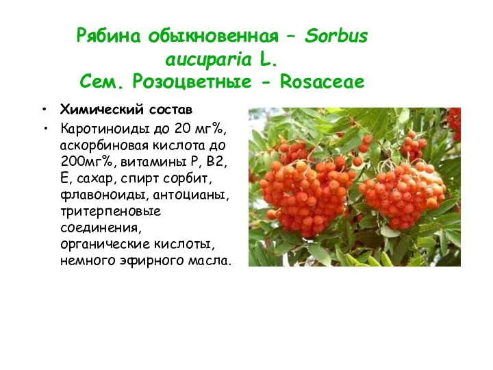 Рябина обыкновенная – Sorbus aucuparia L. Сем. Розоцветные - Rosaceae Химический состав Каротиноиды