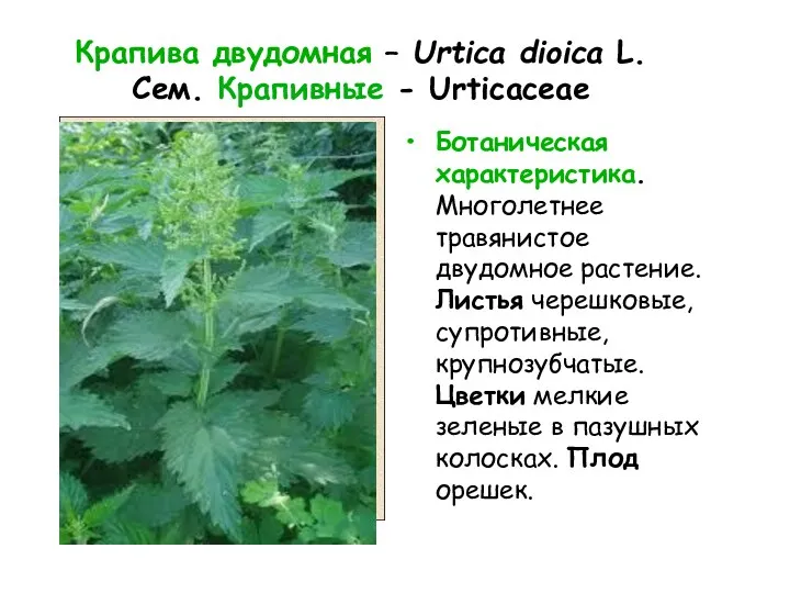 Крапива двудомная – Urtica dioica L. Сем. Крапивные - Urticaceae Ботаническая характеристика. Многолетнее
