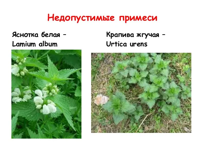 Недопустимые примеси Яснотка белая – Lamium album Крапива жгучая – Urtica urens