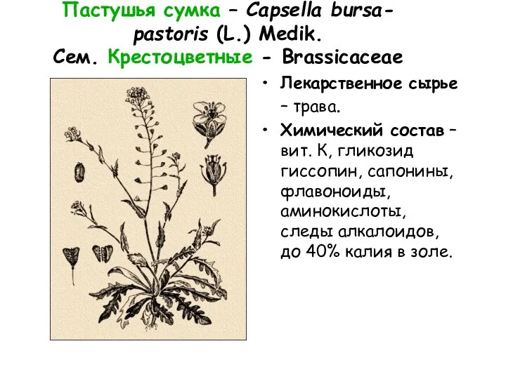 Пастушья сумка – Capsella bursa- pastoris (L.) Medik. Сем. Крестоцветные - Brassicaceae Лекарственное
