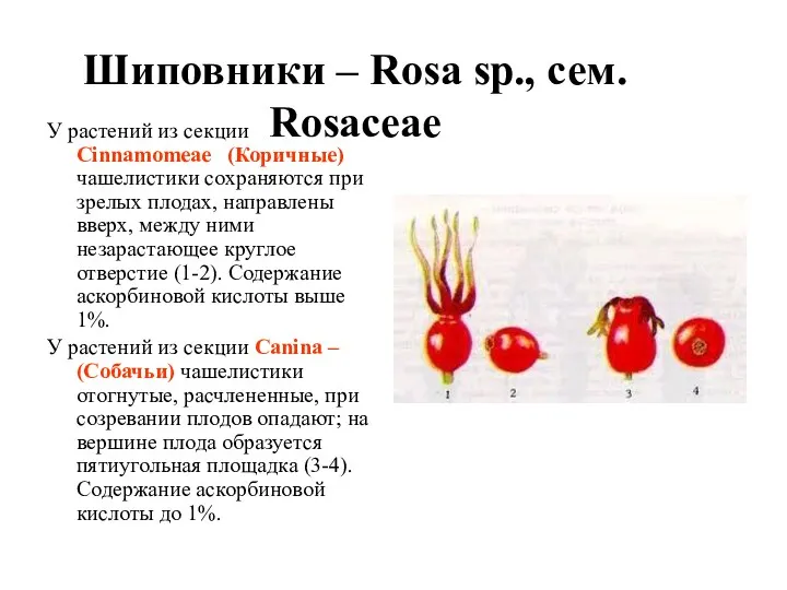 Шиповники – Rosa sp., сем. Rosaceae У растений из секции Cinnamomeae (Коричные) чашелистики