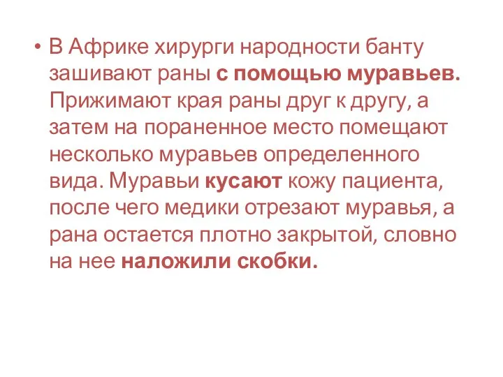 В Африке хирурги народности банту зашивают раны с помощью муравьев.