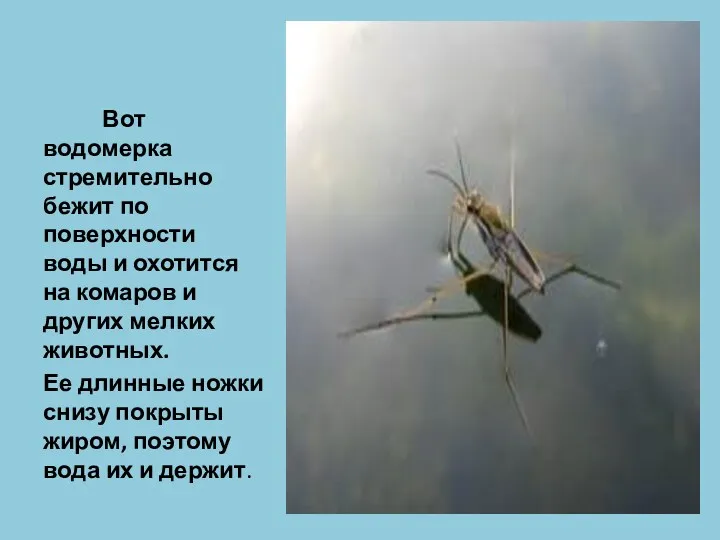 Вот водомерка стремительно бежит по поверхности воды и охотится на