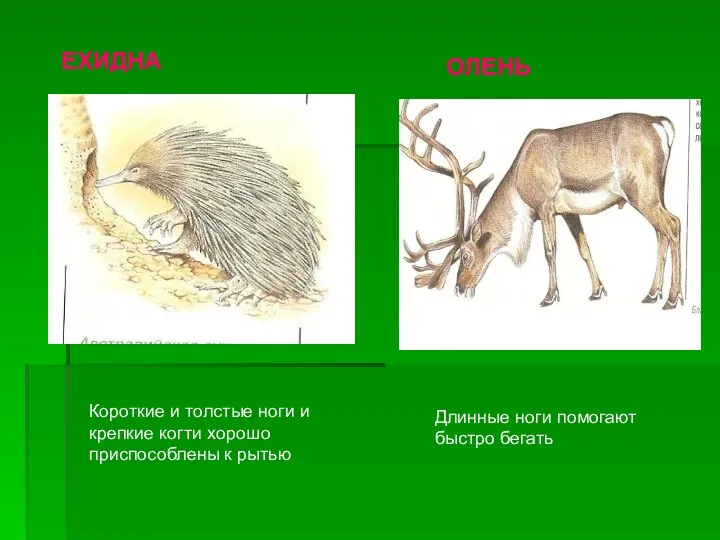 Короткие и толстые ноги и крепкие когти хорошо приспособлены к