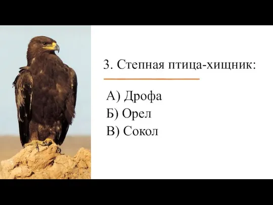 3. Степная птица-хищник: А) Дрофа Б) Орел В) Сокол