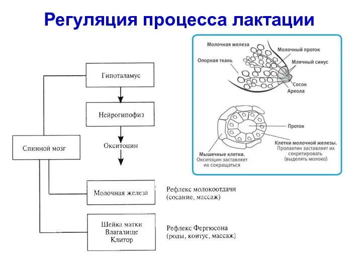 Регуляция процесса лактации