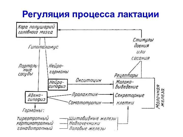 Регуляция процесса лактации