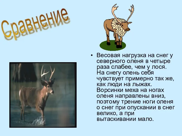 Весовая нагрузка на снег у северного оленя в четыре раза слабее, чем у