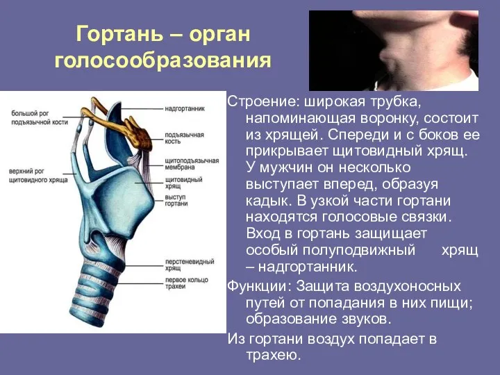 Гортань – орган голосообразования Строение: широкая трубка, напоминающая воронку, состоит из хрящей. Спереди