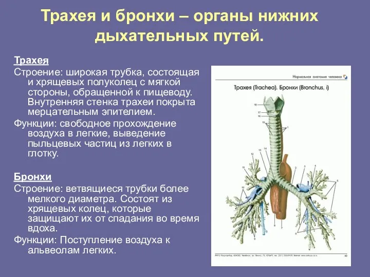 Трахея и бронхи – органы нижних дыхательных путей. Трахея Строение: широкая трубка, состоящая