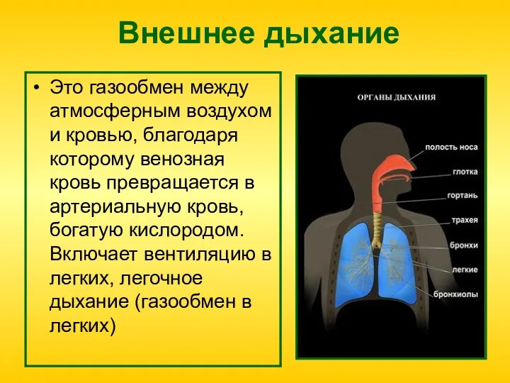 Внешнее дыхание Это газообмен между атмосферным воздухом и кровью, благодаря которому венозная кровь